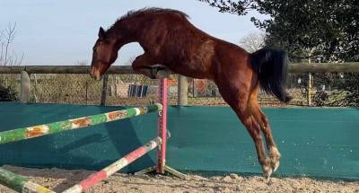 Gelding new forest for sale 2022 bay