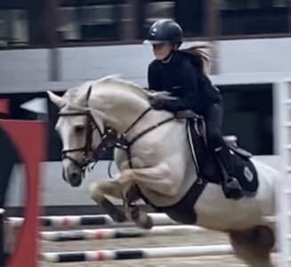 Jument Dutch Riding Pony A vendre 2013 Palomino par Krachtpatser