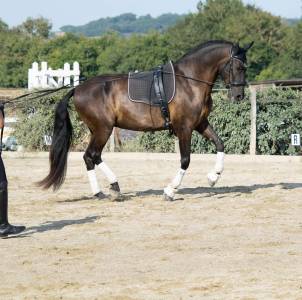 Cours particuliers de dressage 