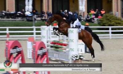 Jument cheval de sport tchèque  a vendre 2012 bai par conway