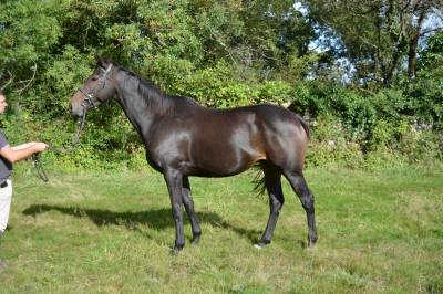 Mare aqps for sale 2019 bay