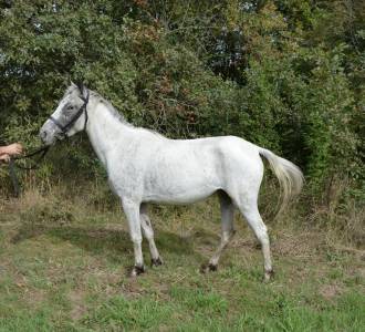 Mare no origin recorded for sale 2020 other color