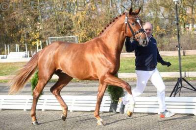 Stallion oldenburg for sale 2018 chesnut