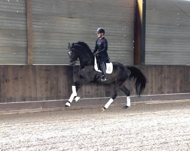 Merrie kwpn nederlands sportpaard te koop 2020 zwart ,  hermes
