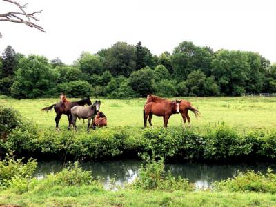 Equestrian property  
