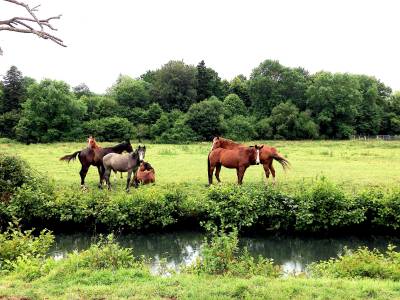 Propriété équestre proche de Bourg en Bresse