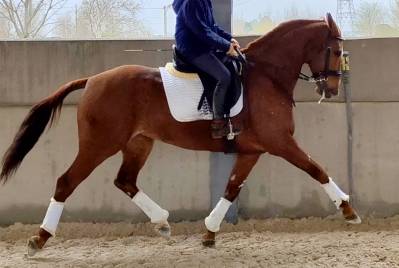 Gelding cde caballo deporte espanol for sale 2015 chesnut