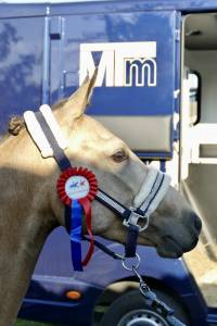 Mare french saddle pony for sale 2020 buckskin