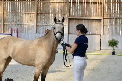 Mare french saddle pony for sale 2020 buckskin