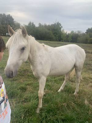 Castrone pfs pony francese da sella in vendita 2022 palomino
