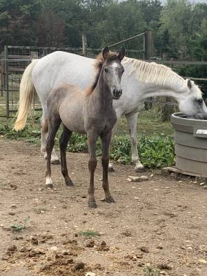 Filly french saddle pony for sale 2023 grey