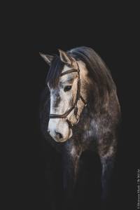 Cheval lusitanien 