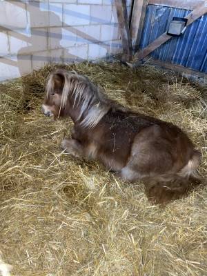 Mare shetland pony for sale 2023 liver chestnut