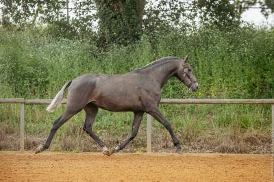 Filly lusitano for sale 2021 grey