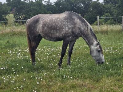 Filly lusitano for sale 2021 grey