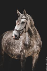 Cheval lusitanien 