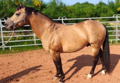 Etalon quarter horse buckskin 91% fondation née en 2013