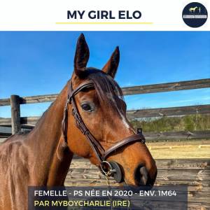 Mare thoroughbred for sale 2020 bay