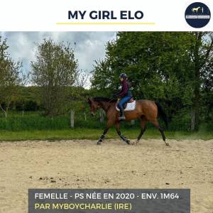 Mare thoroughbred for sale 2020 bay
