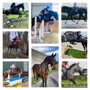 Selection of irish horses 