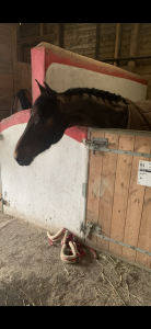 Yegua british spotted pony en venta 2018 bayo moreno