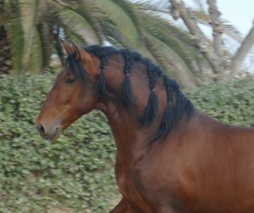 Stallion pre pure spanish bred for sale 2019 bay