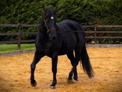 Wimpy’s black superstar - quarter horse 2019 por wimpys okie pine