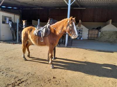 Gelding french saddle pony free 2000 chesnut