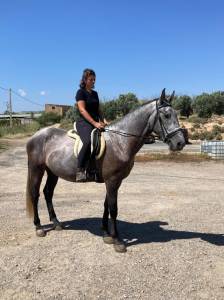 Gelding saddle horse for sale 2020 grey
