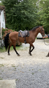 Castrone cavallo da sella in vendita 2018 baio