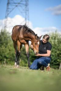 Castrone altre razze di cavalli in vendita 2023 baio