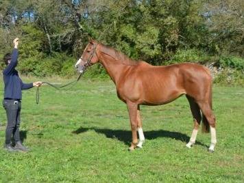 Mare thoroughbred for sale 2012 chesnut