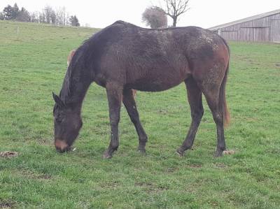 Filly english thoroughbred for sale 2021 bay