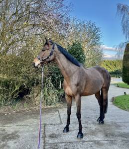 Gelding aes anglo european studbook for sale 2015 bay