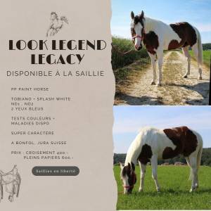 Look legend legacy : saillie étalon paint horse pp