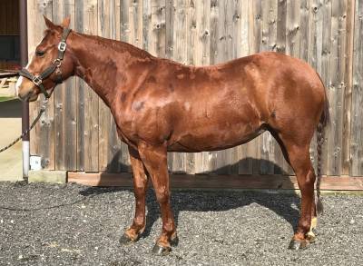 Cavalla quarter horse in vendita 2016 sauro