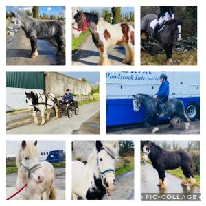 Irish cobs / gypsy ponies