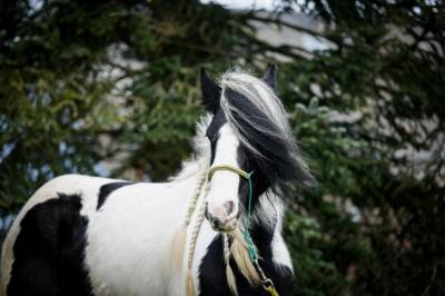 Yegua otra raza de caballos en venta 2020 pío