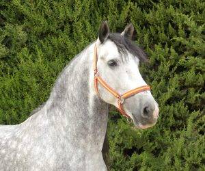 Yafar : magnifique cheval pour le dressage amateur.