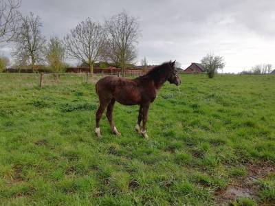 Colt new forest for sale 2023 roan