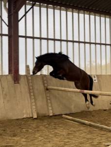 Gelding french saddle pony for sale 2021 bay