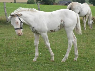 Veulen (vr) Paint Horse Te koop 2023 Tovero