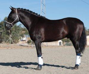 Morenito : magnifique cheval noir au cœur d’or