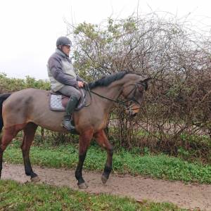 Gelding french trotter for sale 2010 bay