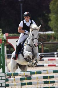 Gelding Other Pony Breed For sale 2010 Grey