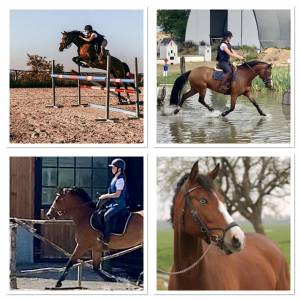 Mare welsh pony (section d), welsh cob for sale 2017 bay