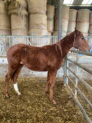 Filly thoroughbred for sale 2022 chesnut