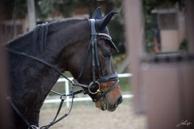 A vendre poney cause etude cso/cce 11 ans 
