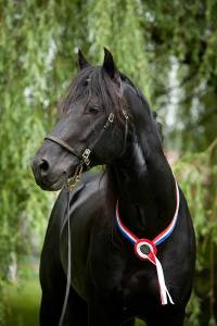 Stallion mérens for sale 2002 black