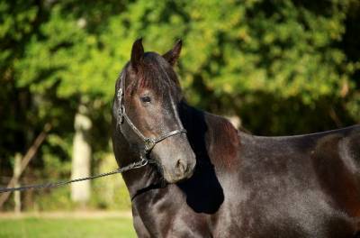 Lord - merens d'exception 3 ans